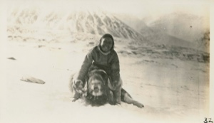 Image of Kio-tah with musk-ox
